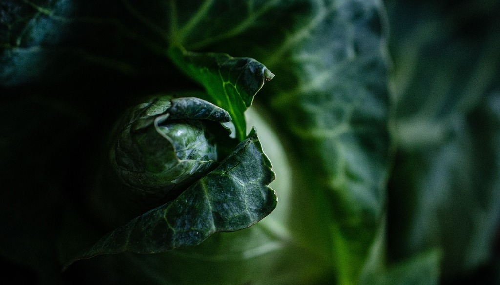 What Your Brain Eats First